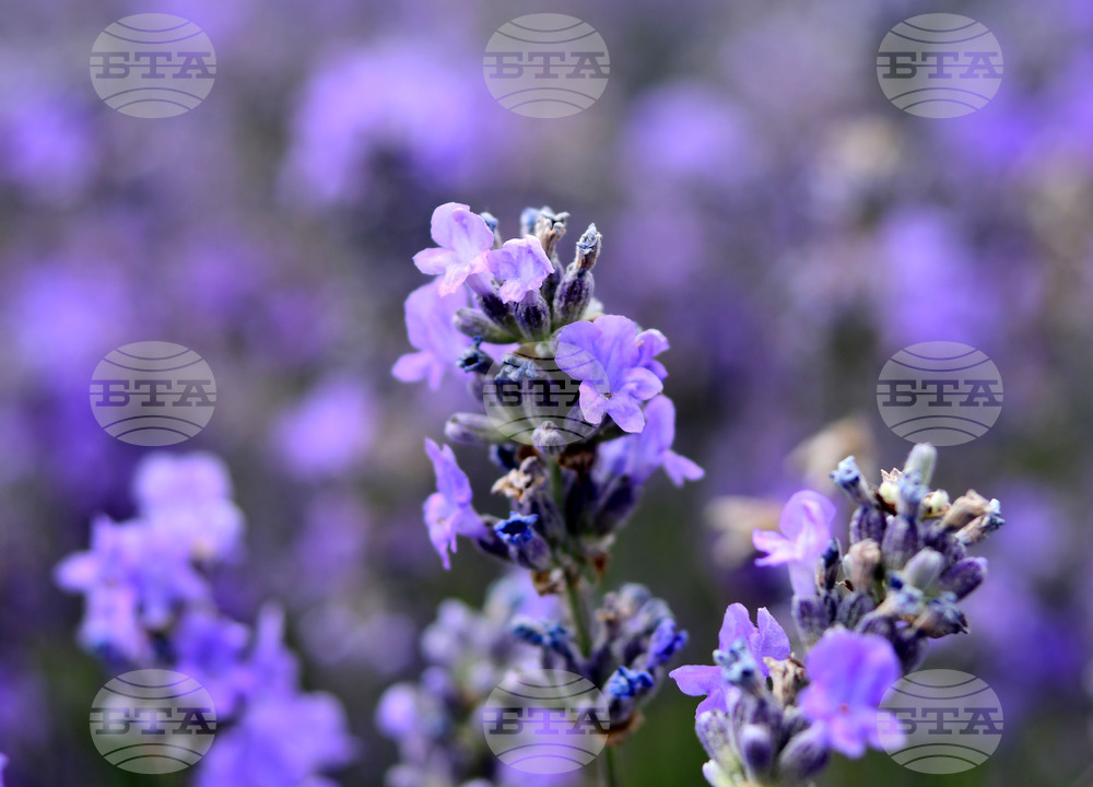 Разград - лавандула