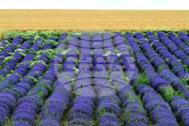 Разград - лавандула