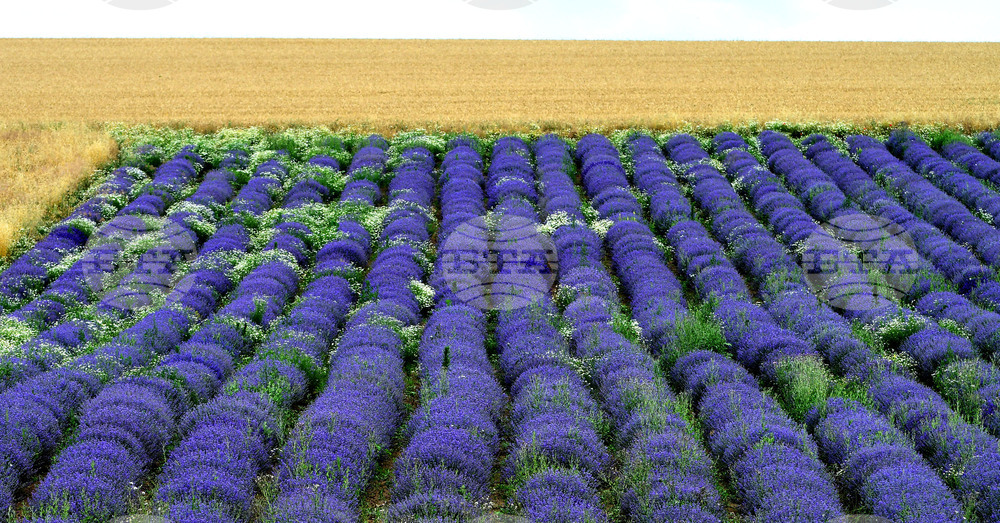 Разград - лавандула