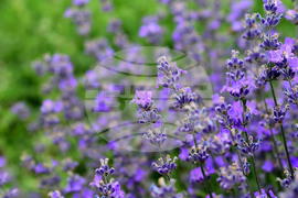 Разград - лавандула