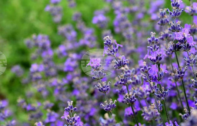 Разград - лавандула