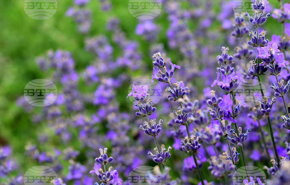 Разград - лавандула