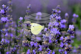 Разград - лавандула