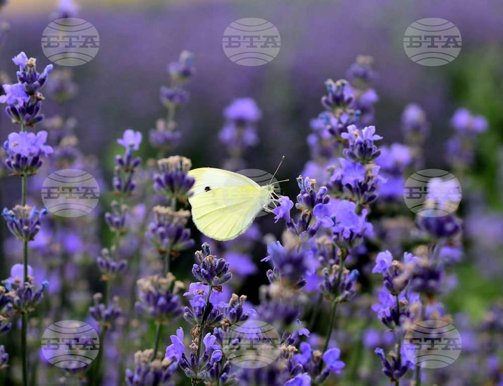 Разград - лавандула