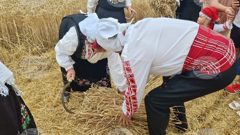 Село Боздуганово - жътвена кампания
