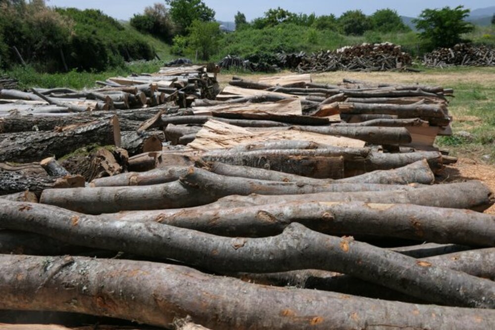 Близо 23 000 проверки са извършили горските инспектори от началото на месеца