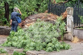 Видин - ураганен вятър - щети