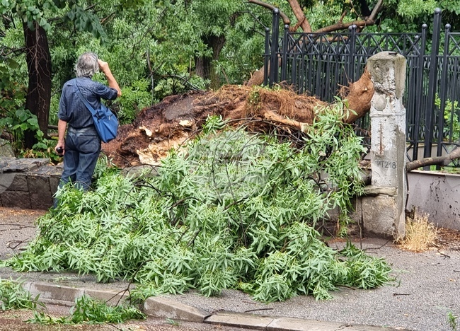 Видин - ураганен вятър - щети