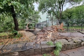 Видин - ураганен вятър - щети