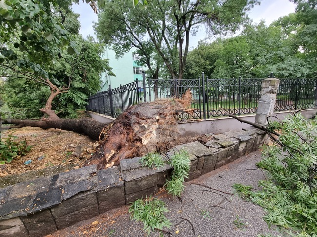 Дърво падна върху автобус с 15 пътници в Любляна