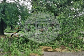 Видин - ураганен вятър - щети