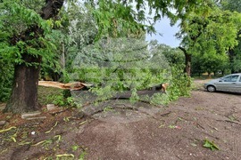 Видин - ураганен вятър - щети