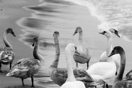 Лебеди на варненския плаж