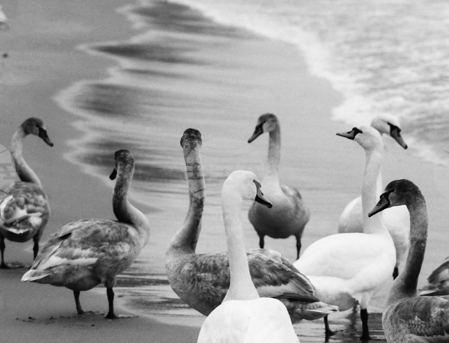 Лебеди на варненския плаж