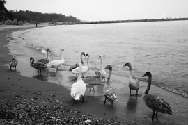 Лебеди на варненския плаж