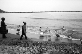 Лебеди на варненския плаж