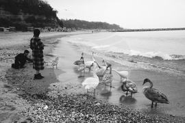 Лебеди на варненския плаж