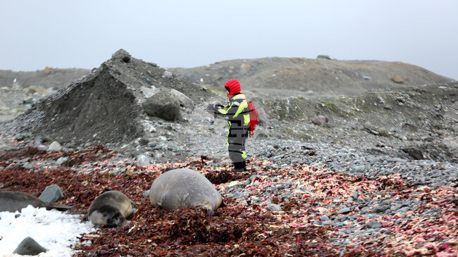 Национална антарктическа експедиция - Ереби Пойнт - Марина Великова