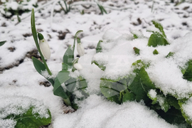 Търговище - снеговалеж - обстановка