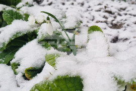 Търговище - снеговалеж - обстановка