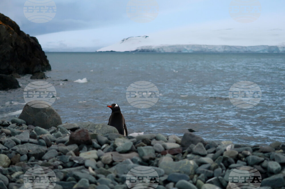 Правителството да ратифицира споразумението на ООН за опазване на биоразнообразието в Световния океан, призовава „Грийнпийс – България“