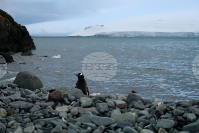 Правителството да ратифицира споразумението на ООН за опазване на биоразнообразието в Световния океан, призовава „Грийнпийс – България“