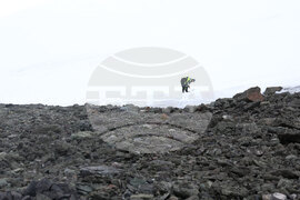 Group of Scientists from 32nd Antarctic Expedition Work on Projects at Ereby Point