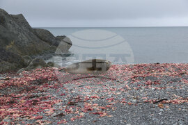 Group of Scientists from 32nd Antarctic Expedition Work on Projects at Ereby Point