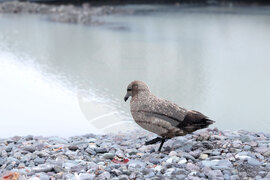 Group of Scientists from 32nd Antarctic Expedition Work on Projects at Ereby Point