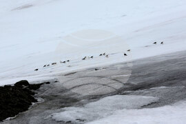 Group of Scientists from 32nd Antarctic Expedition Work on Projects at Ereby Point