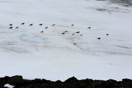 Group of Scientists from 32nd Antarctic Expedition Work on Projects at Ereby Point