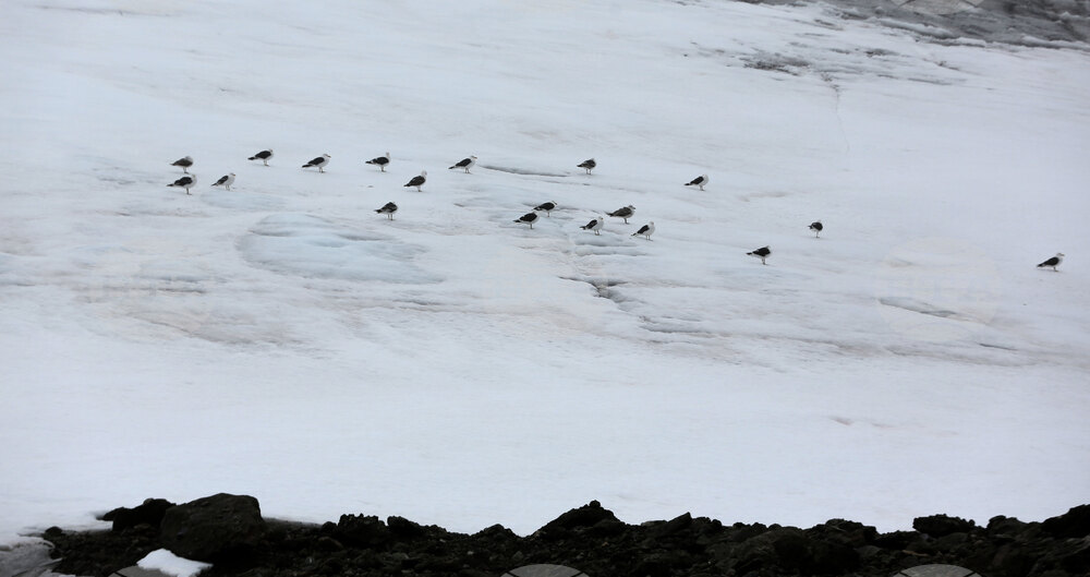 Group of Scientists from 32nd Antarctic Expedition Work on Projects at Ereby Point