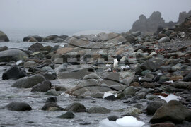Group of Scientists from 32nd Antarctic Expedition Work on Projects at Ereby Point