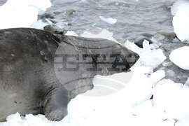 Group of Scientists from 32nd Antarctic Expedition Work on Projects at Ereby Point