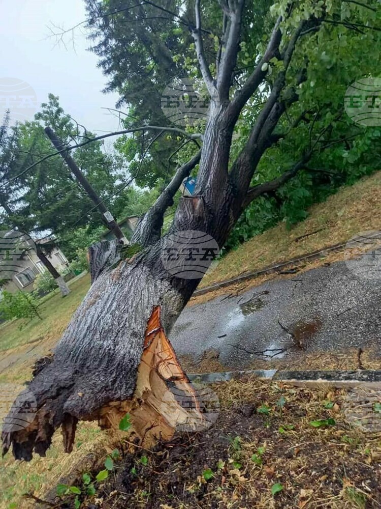 Силна буря изкорени дървета в Козлодуй, няма пострадали хора
