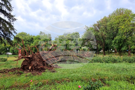 Видин - буря - разчистване