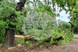 Видин - буря - разчистване