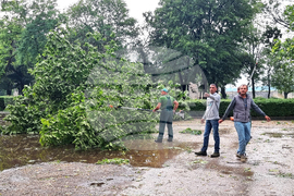 Видин - буря - разчистване