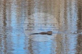 Село Мечкарево - Мечкаревски дупки - изглед