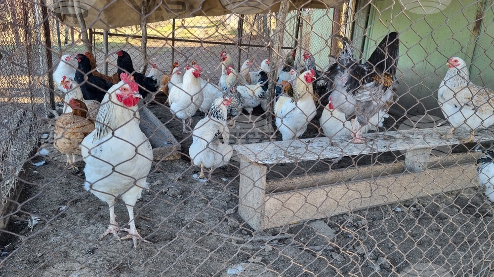 Поредно огнище на птичи грип е локализирано в Пловдивско, засегнати са близо 40 000 кокошки