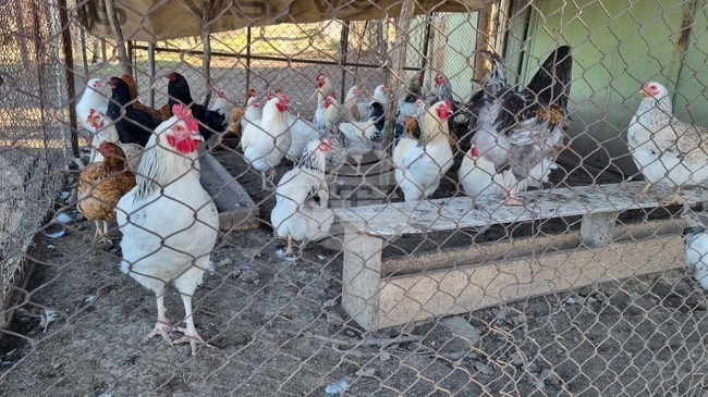 Поредно огнище на птичи грип е локализирано в Пловдивско, засегнати са близо 40 000 кокошки