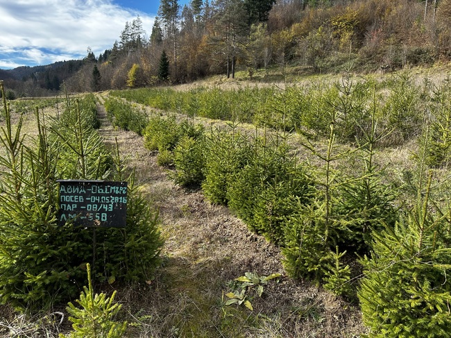 Над 22 000 коледни елхички ще се продават в разсадниците на Южноцентралното държавно предприятие