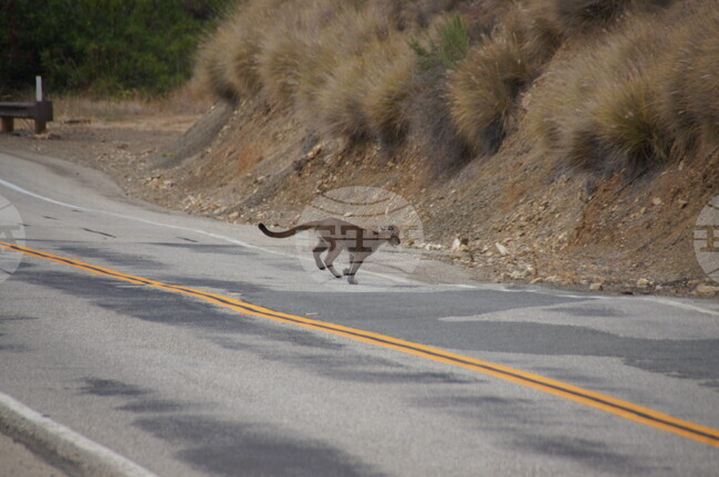 Ловец твърди, че е видял голяма котка в гора в Западна Германия
