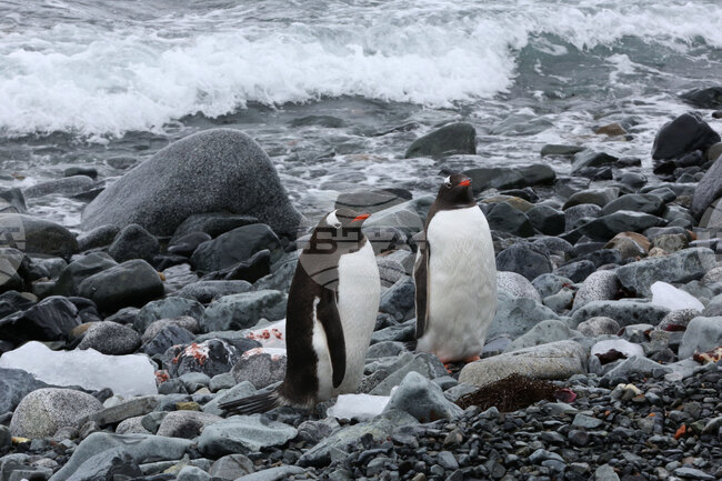 Антарктида - НИК 421 - остров Медиа луна - изглед