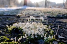 Студено време