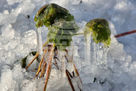 Студено време