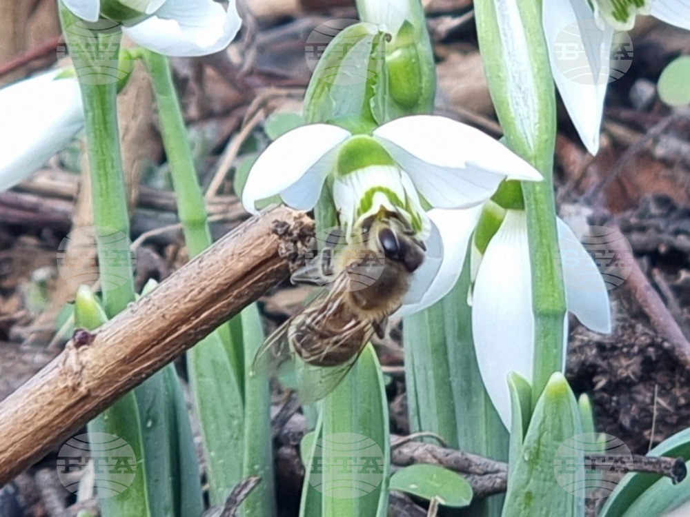 Unusually Warm Weather Poses Danger to Beehives, Beekeeper Association Warns