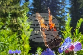 Витоша планина