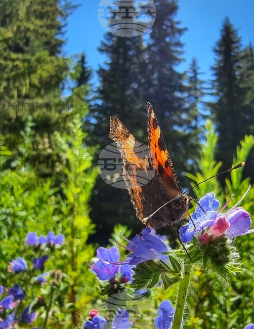 Много добри са условията за туризъм в планините, съобщиха от Планинската спасителна служба на БЧК