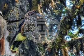 Витоша планина